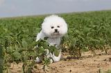 BICHON FRISE 193